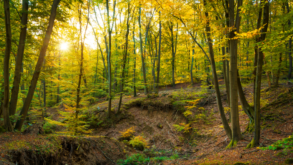 A brightly lit stretch of forest.